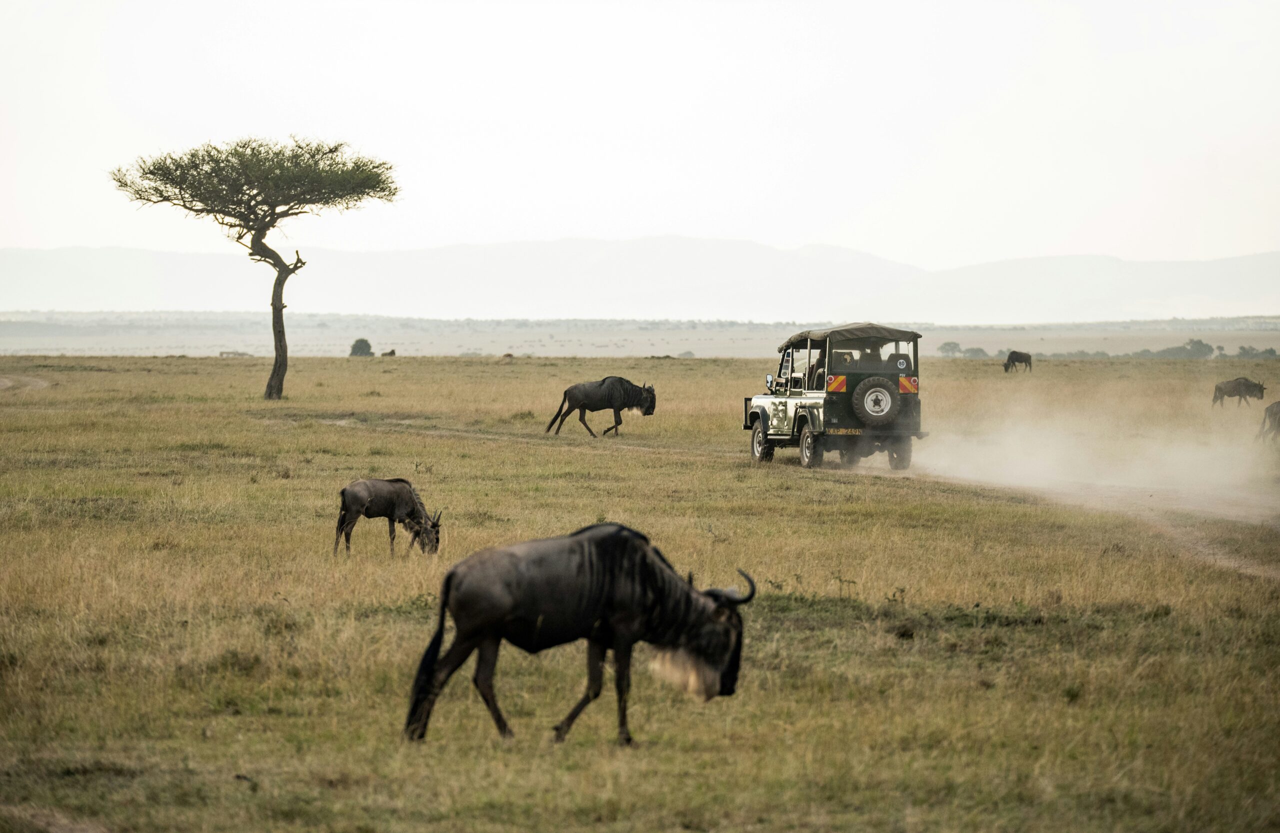 The Ultimate Guide: When is the Best Time to Visit Africa?